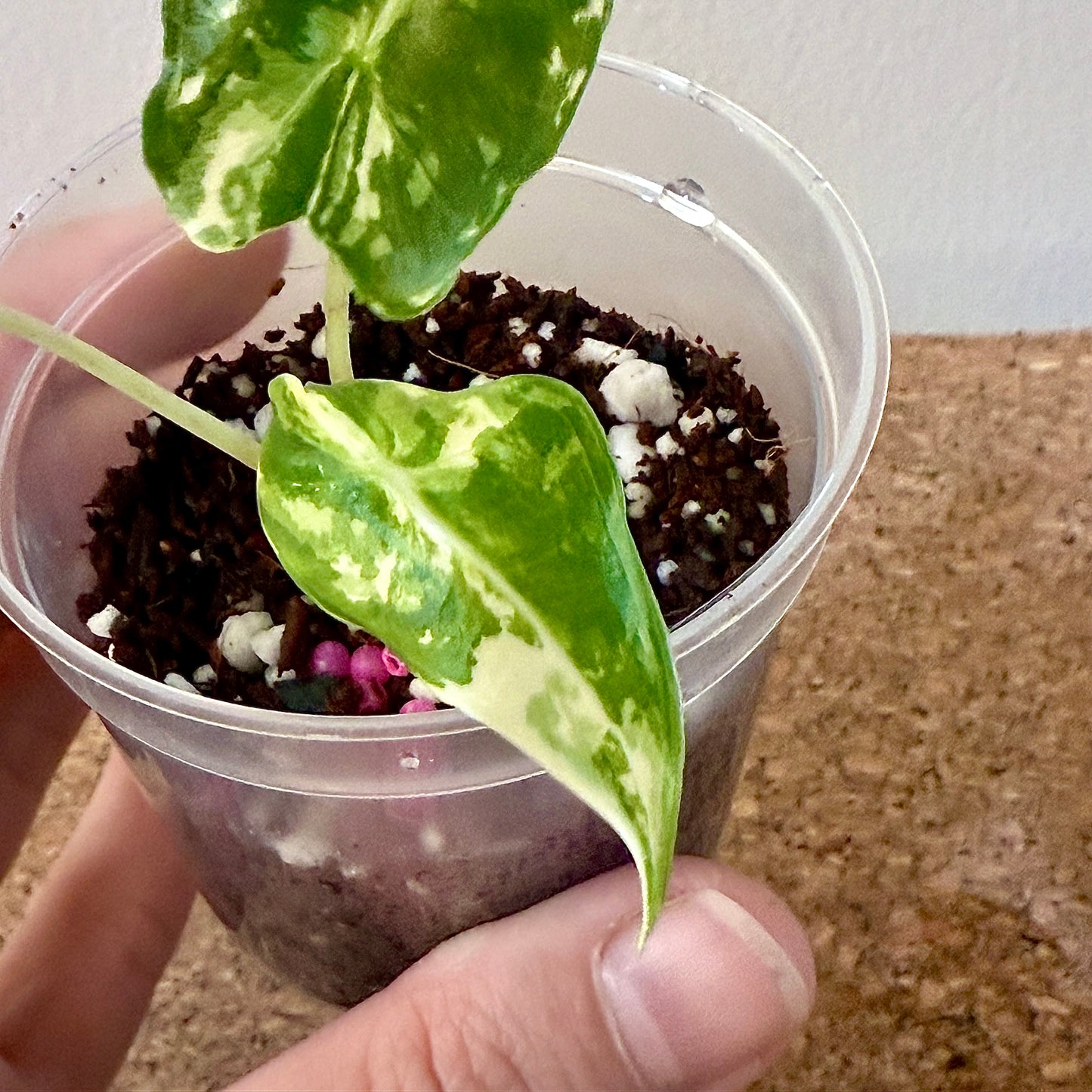 Alocasia Sarian Albo Variegated (grow from corm)