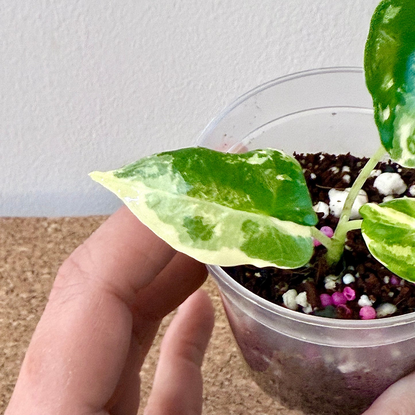 Alocasia Sarian Albo Variegated (grow from corm)