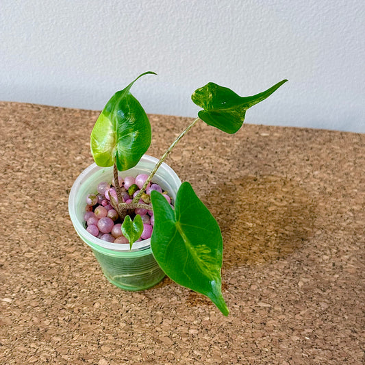 Alocasia Stingray Variegated ( offshoot)