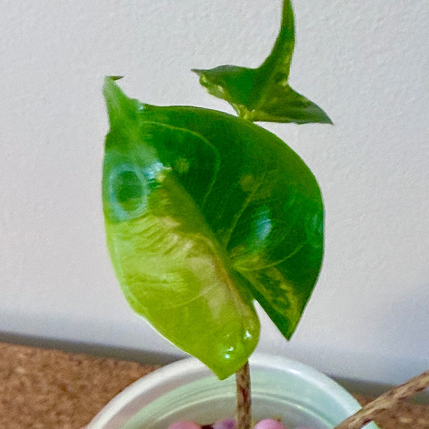 Alocasia Stingray Variegated ( offshoot)