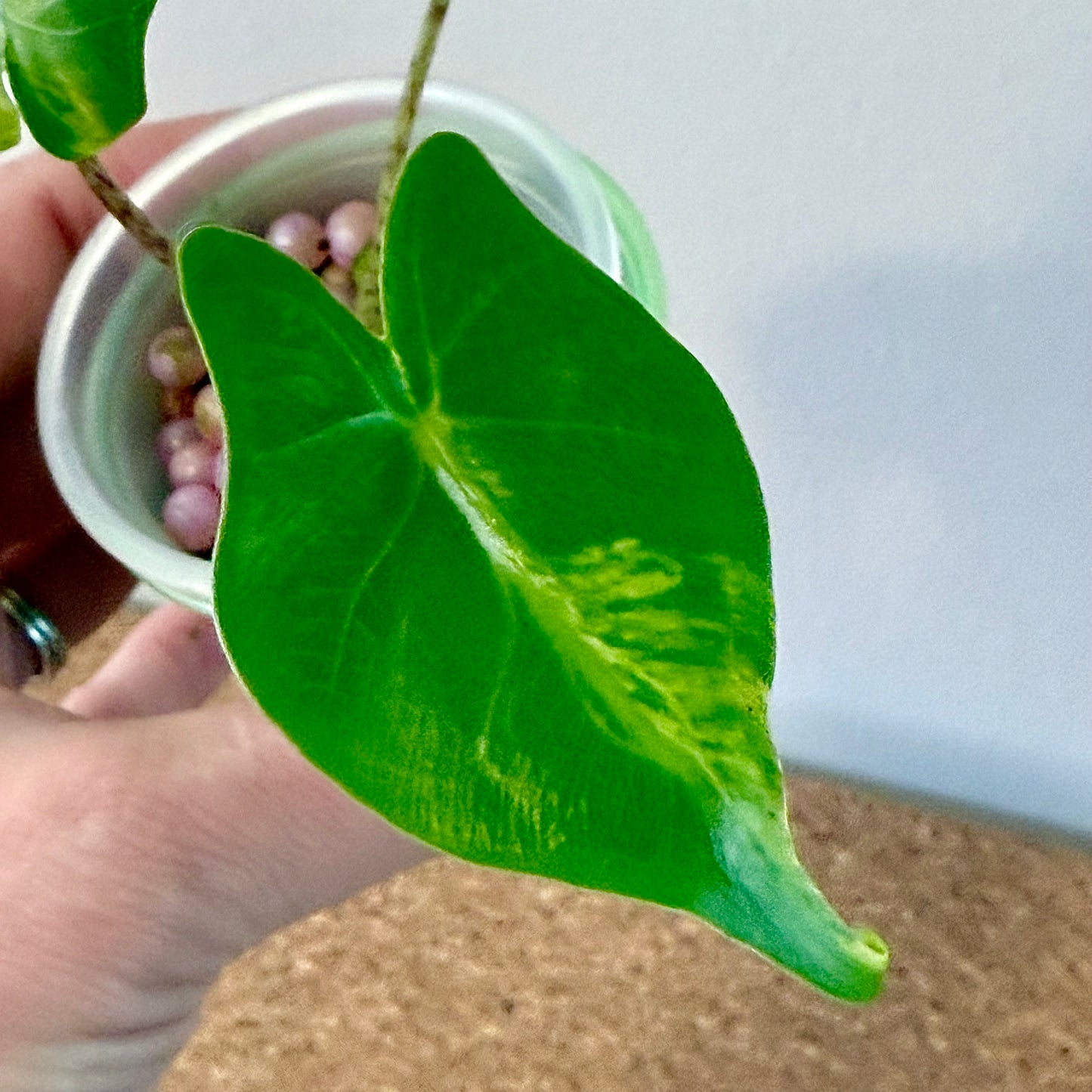 Alocasia Stingray Variegated ( offshoot)