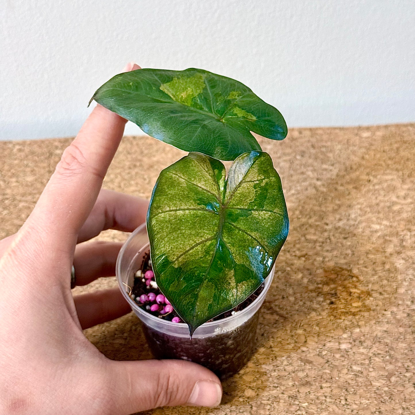 Alocasia Yucatan Princess Variegated tricolor #3 ( grow from corm)