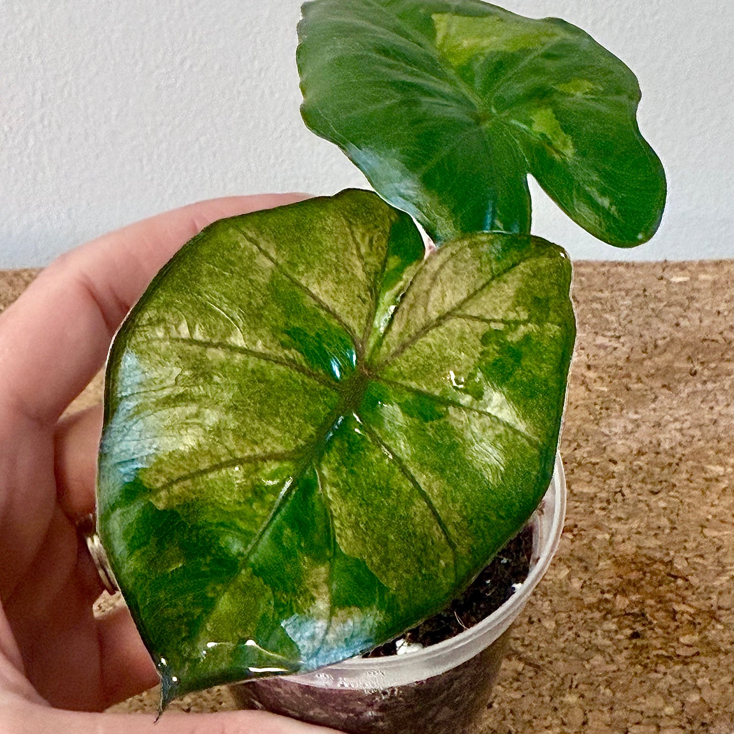 Alocasia Yucatan Princess Variegated tricolor #3 ( grow from corm)