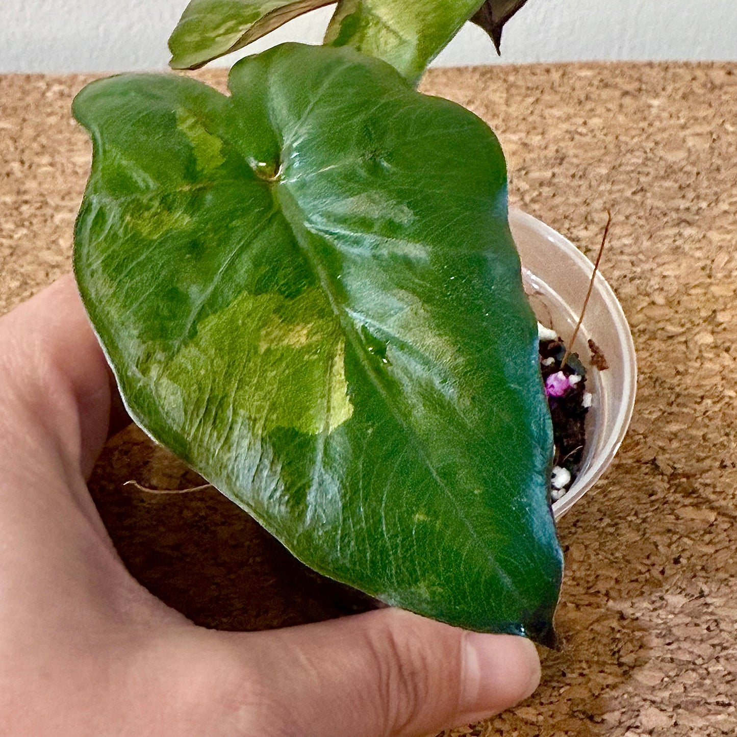 Alocasia Yucatan Princess Variegated tricolor #3 ( grow from corm)