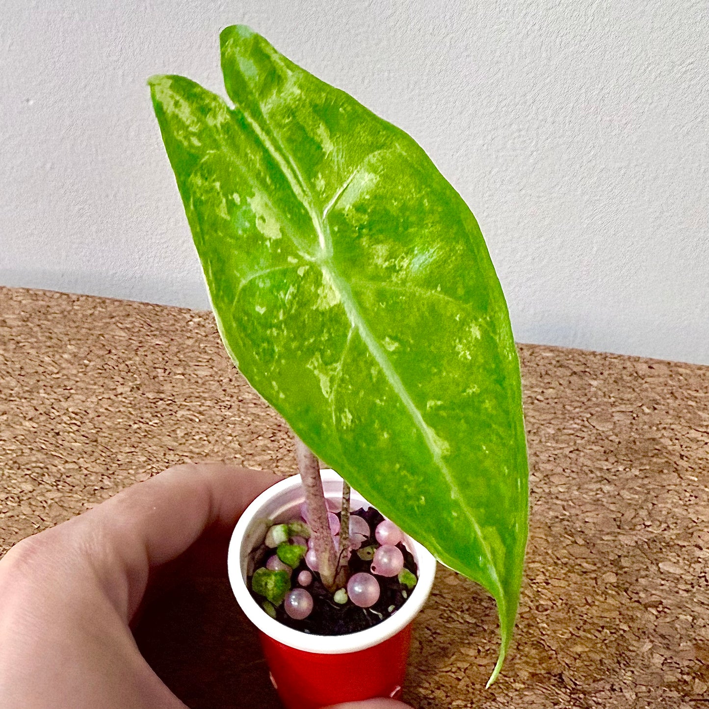 Alocasia Longiloba Forest  Lime/Mint #2 (corm growth)