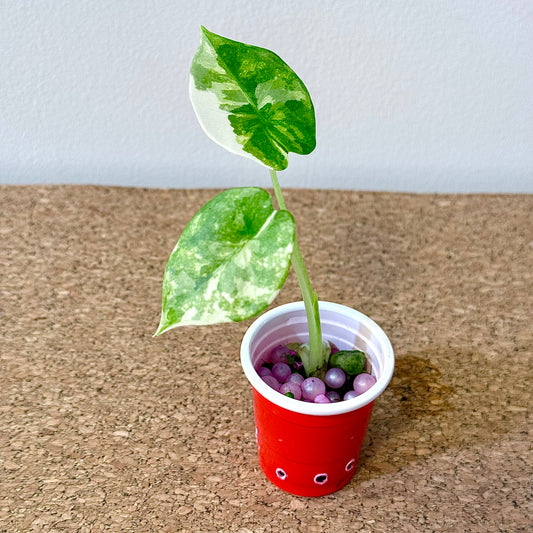 Alocasia Scabriuscula Albo/Marble variegated (grow from corm)