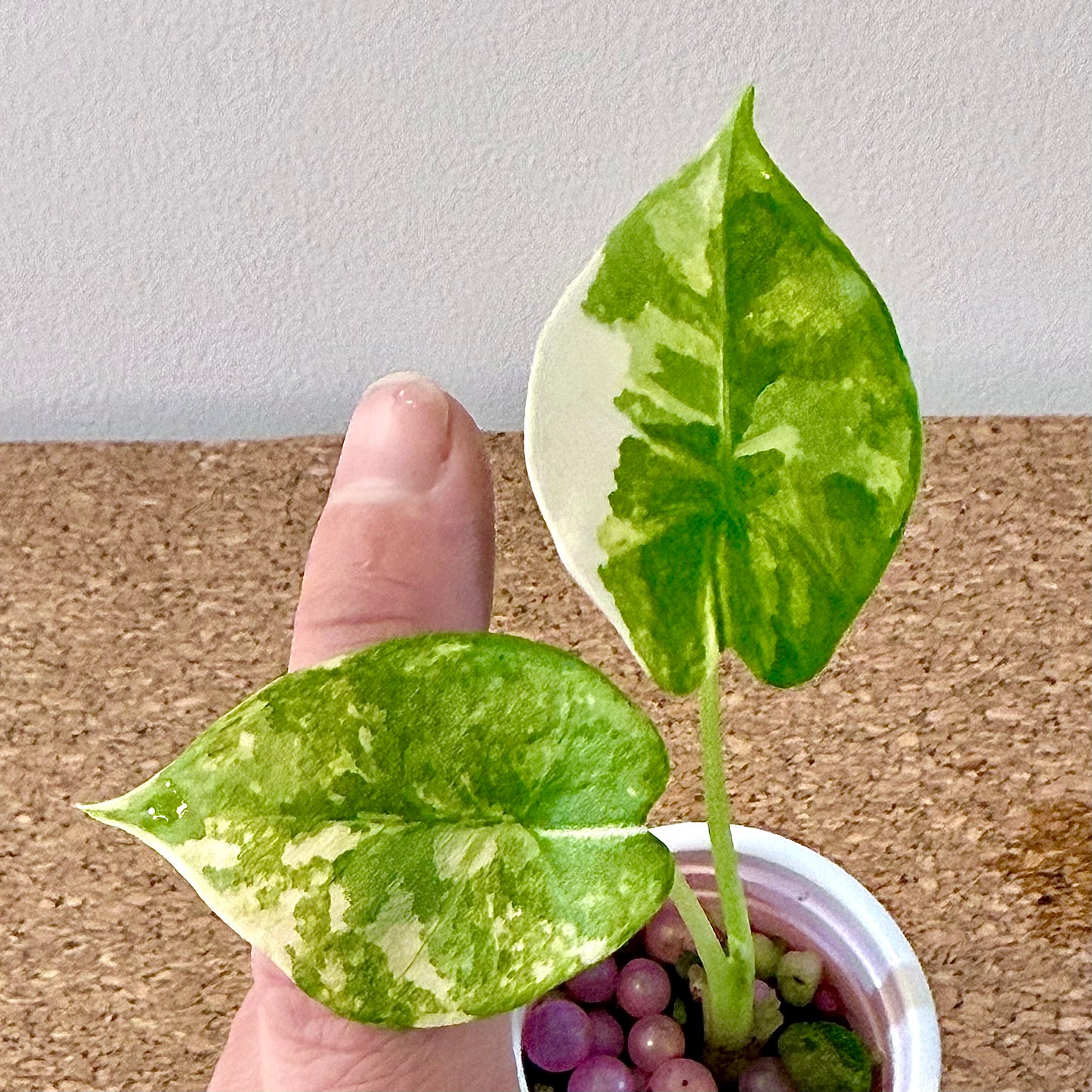 Alocasia Scabriuscula Albo/Marble variegated (grow from corm)