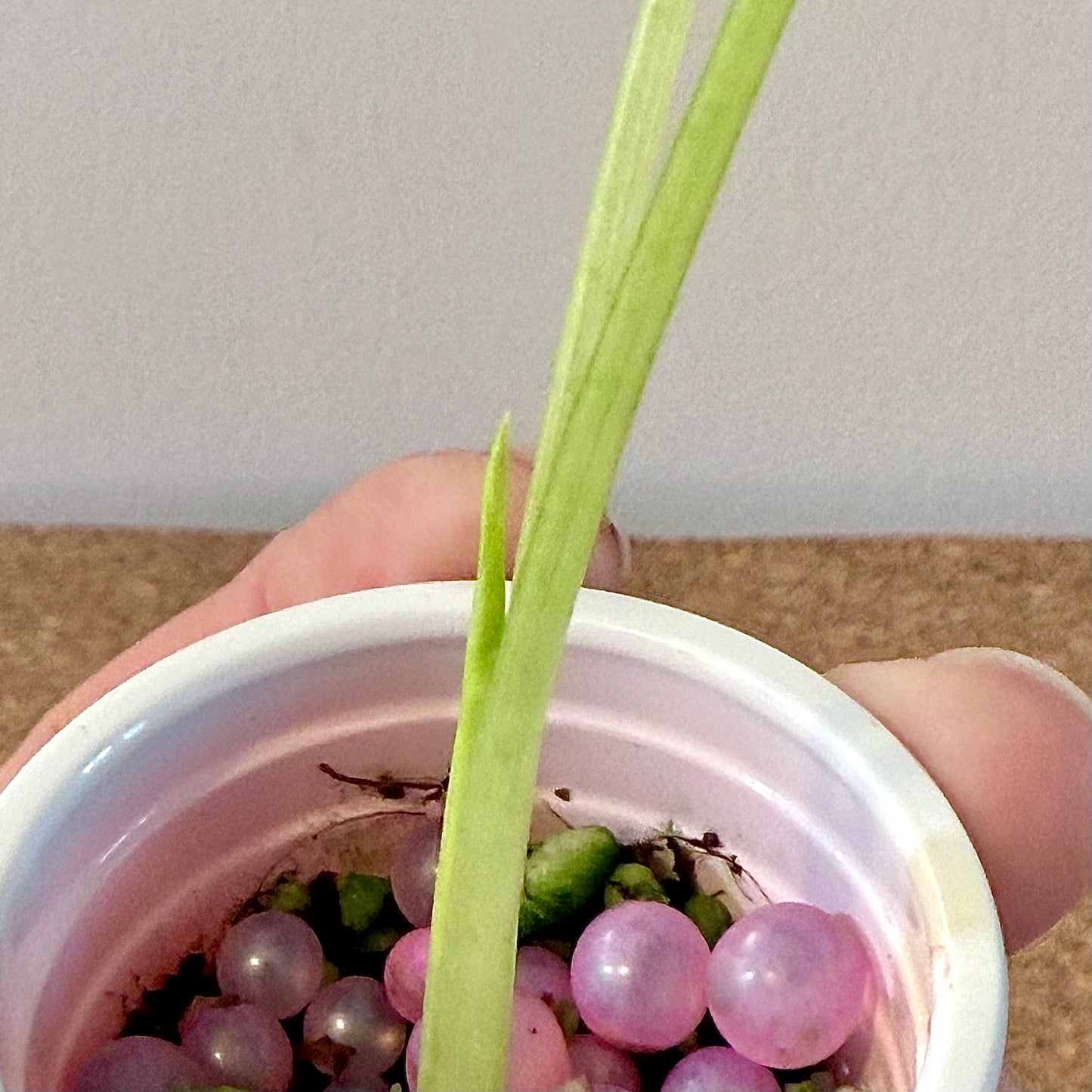 Alocasia Scabriuscula Albo/Marble variegated (grow from corm)