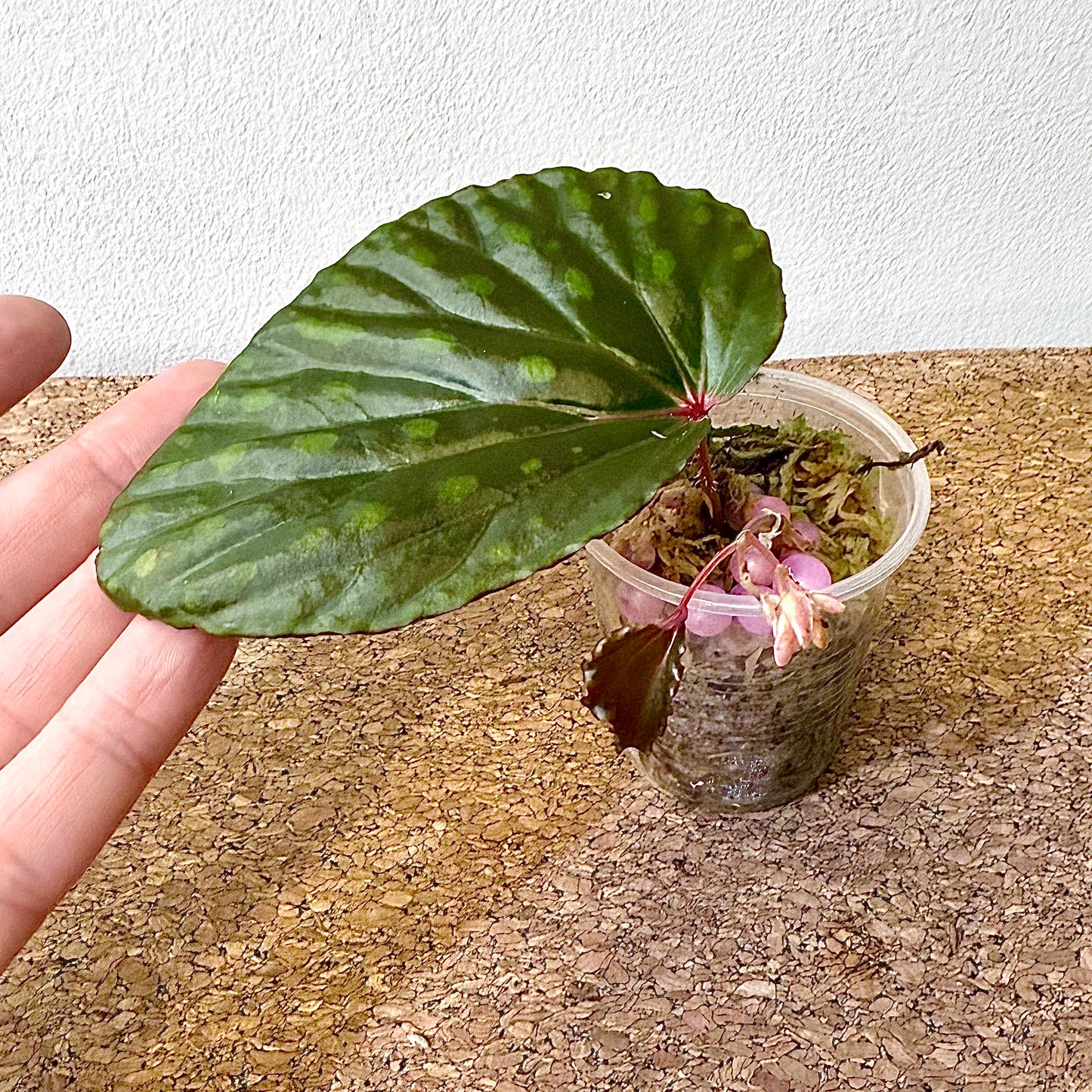 Begonia Kapuashuluensis x Chlorosticta #2