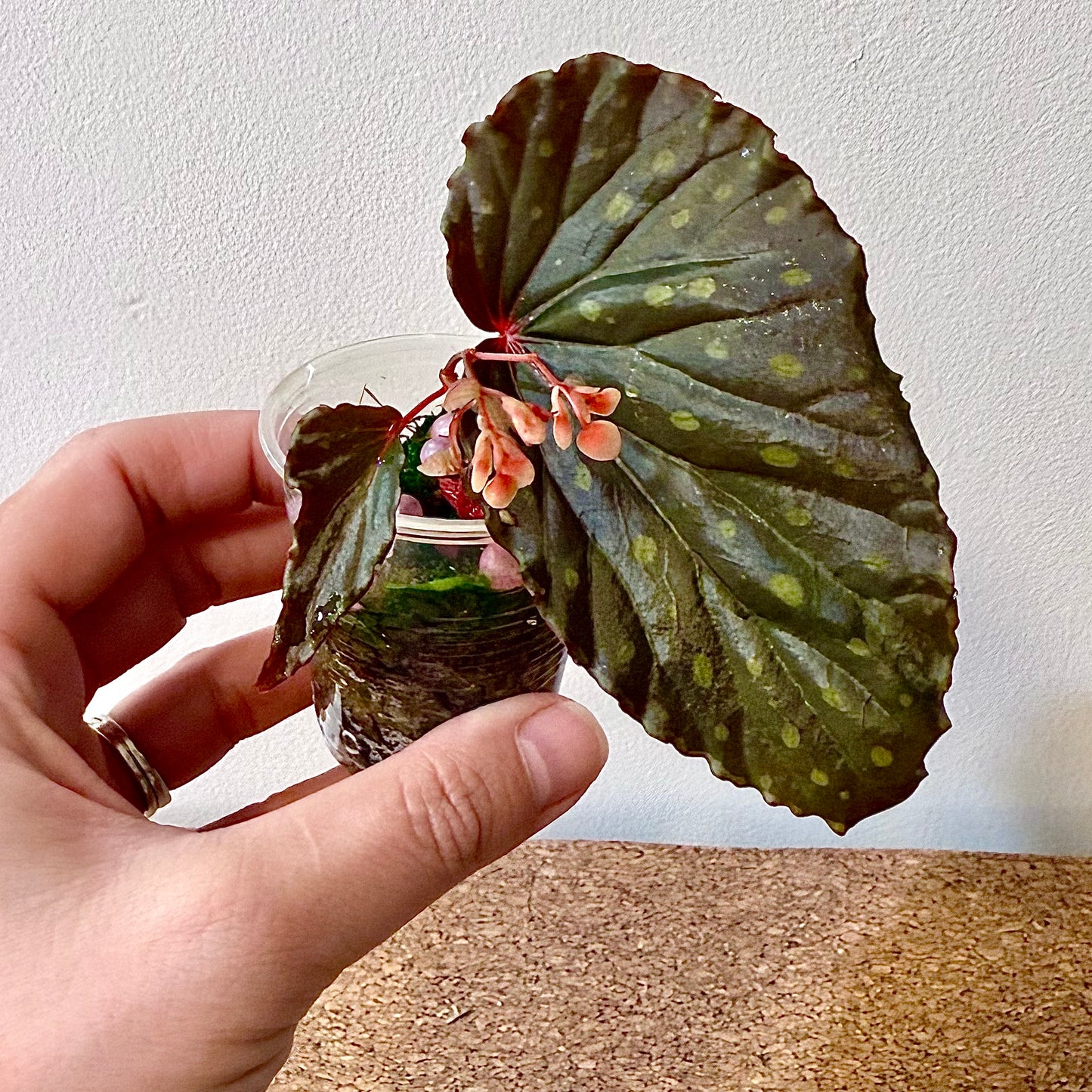 Begonia Kapuashuluensis x Chlorosticta #1