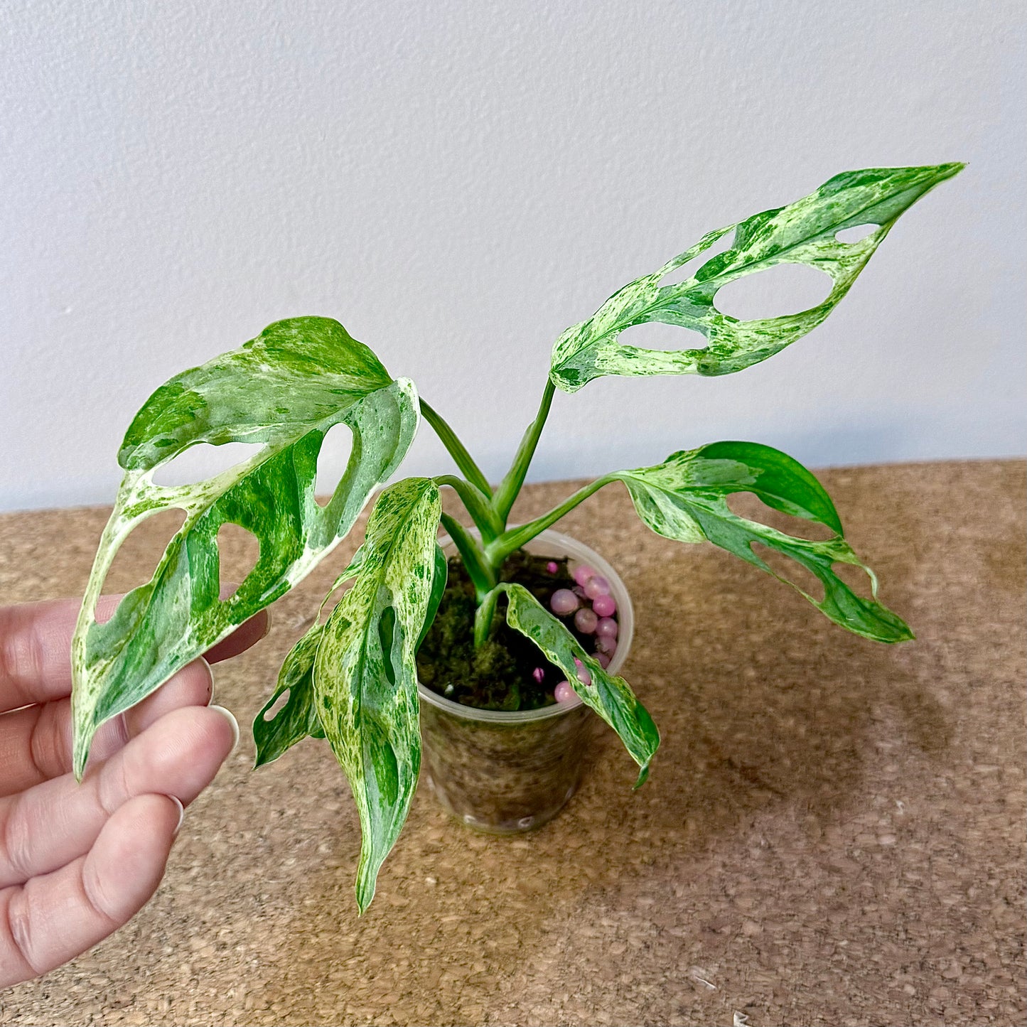 Monstera Adansonii Indonesian Marble