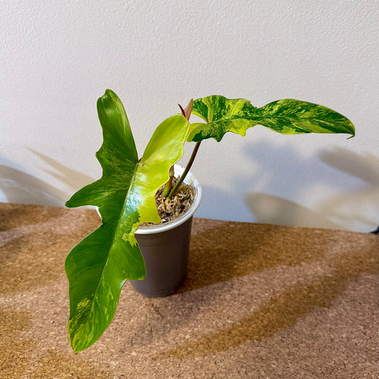 Philodendron Florida Beauty x Mayoi