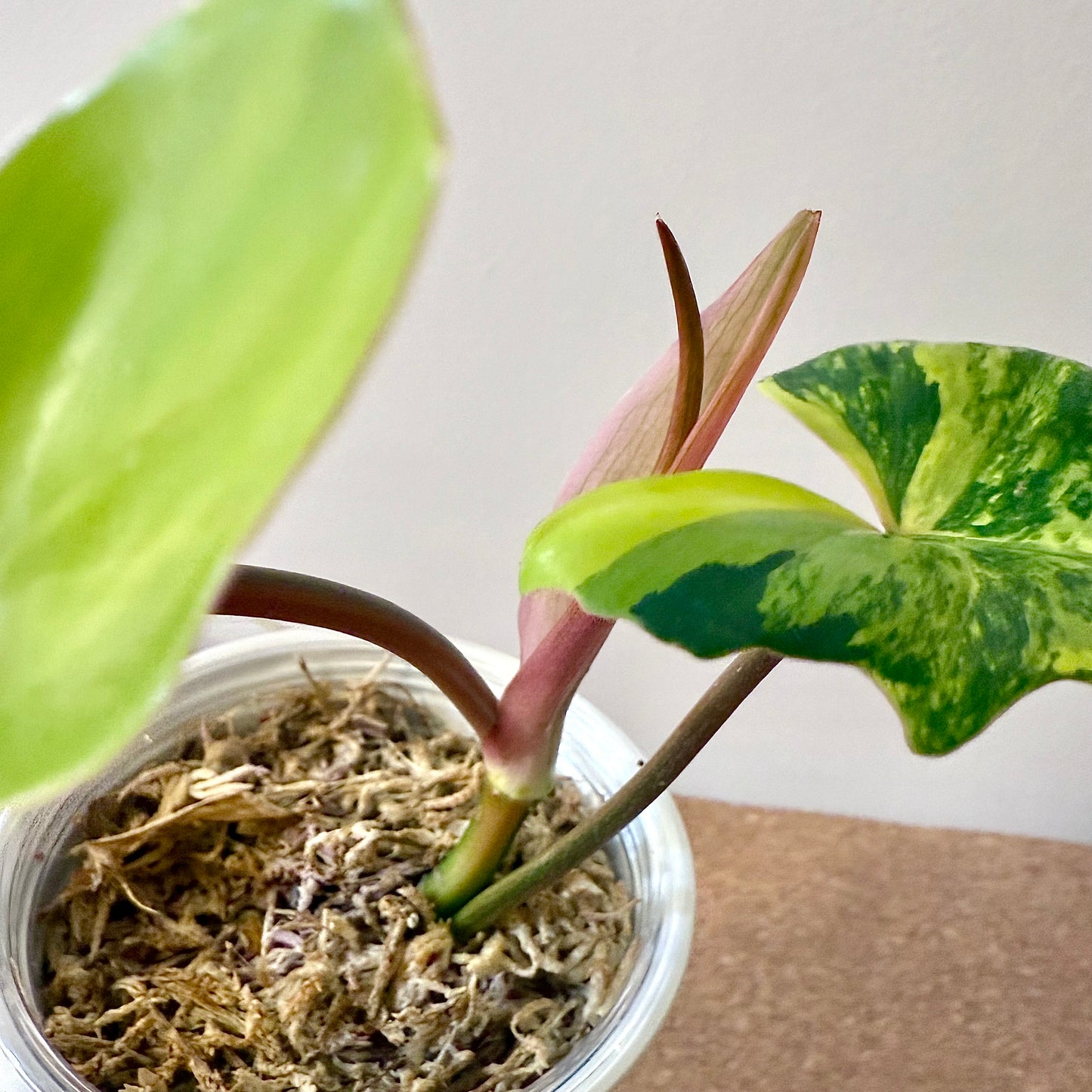 Philodendron Florida Beauty x Mayoi