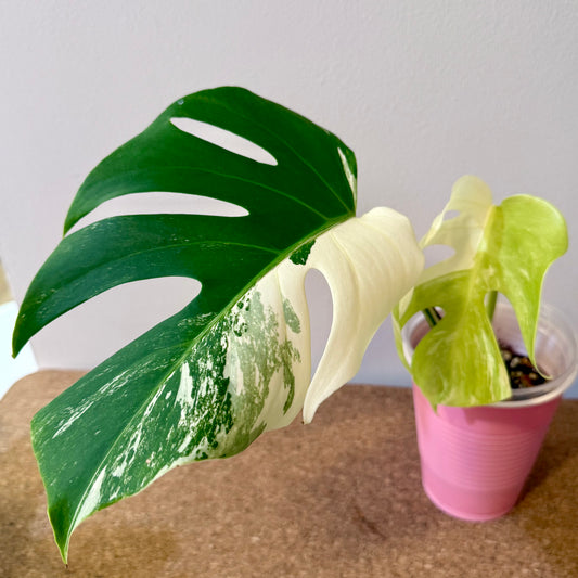 Monstera Deliciosa Albo