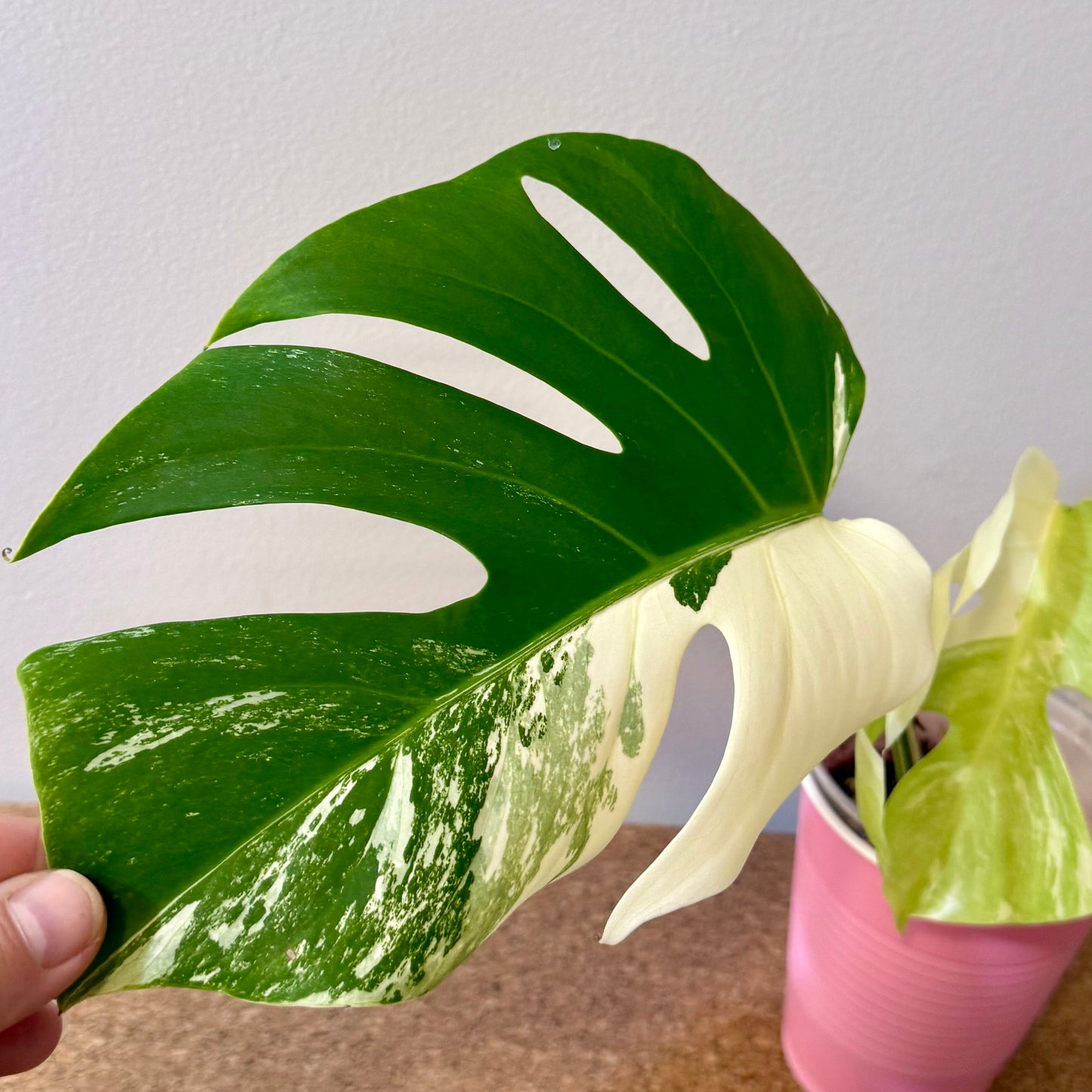 Monstera Deliciosa Albo