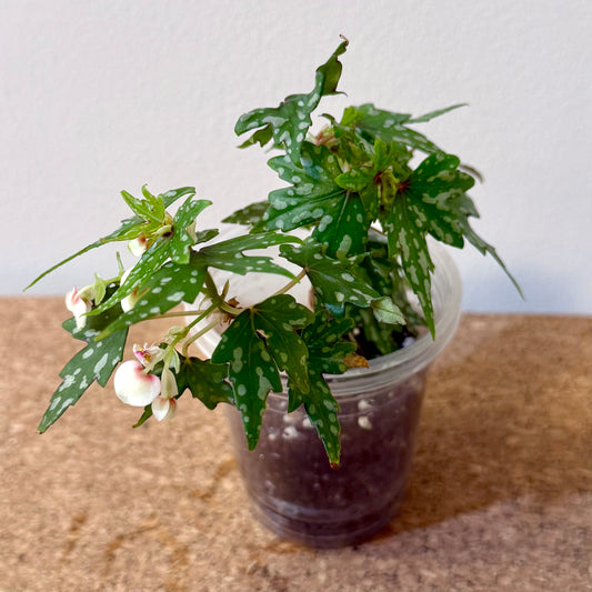 Begonia Dregei