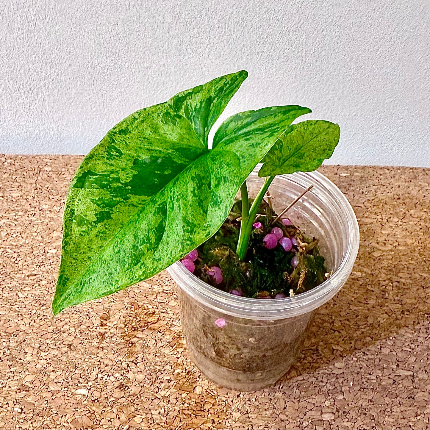 Syngonium Mojito