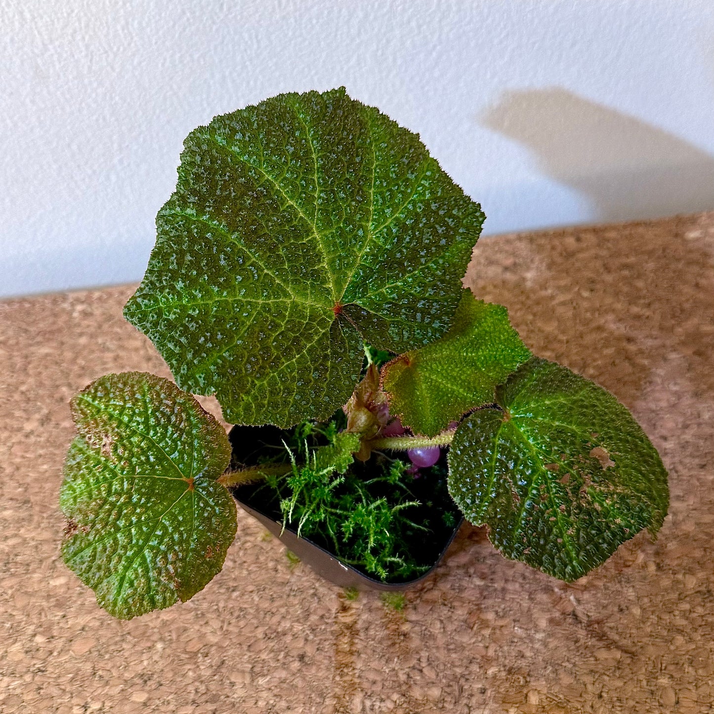 Begonia Soli Mutata