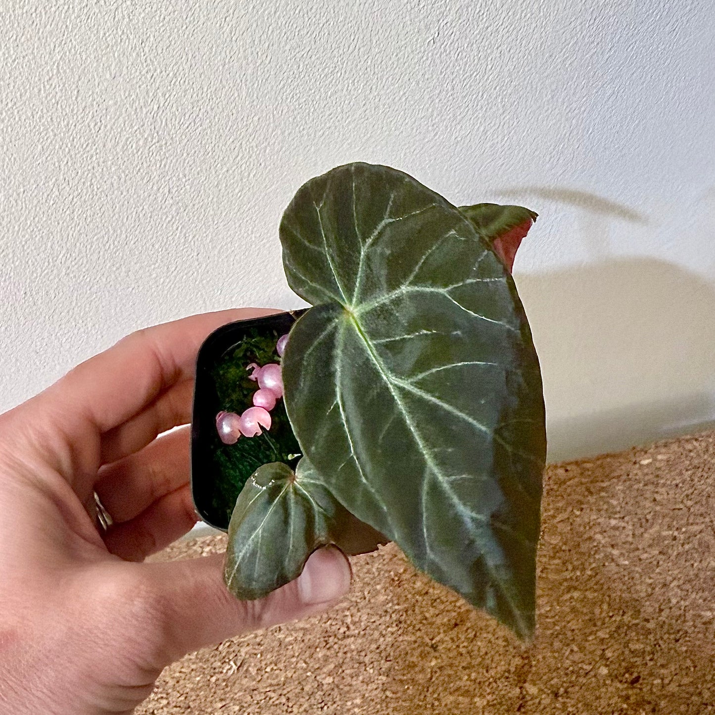 Begonia Burkilii Dark form