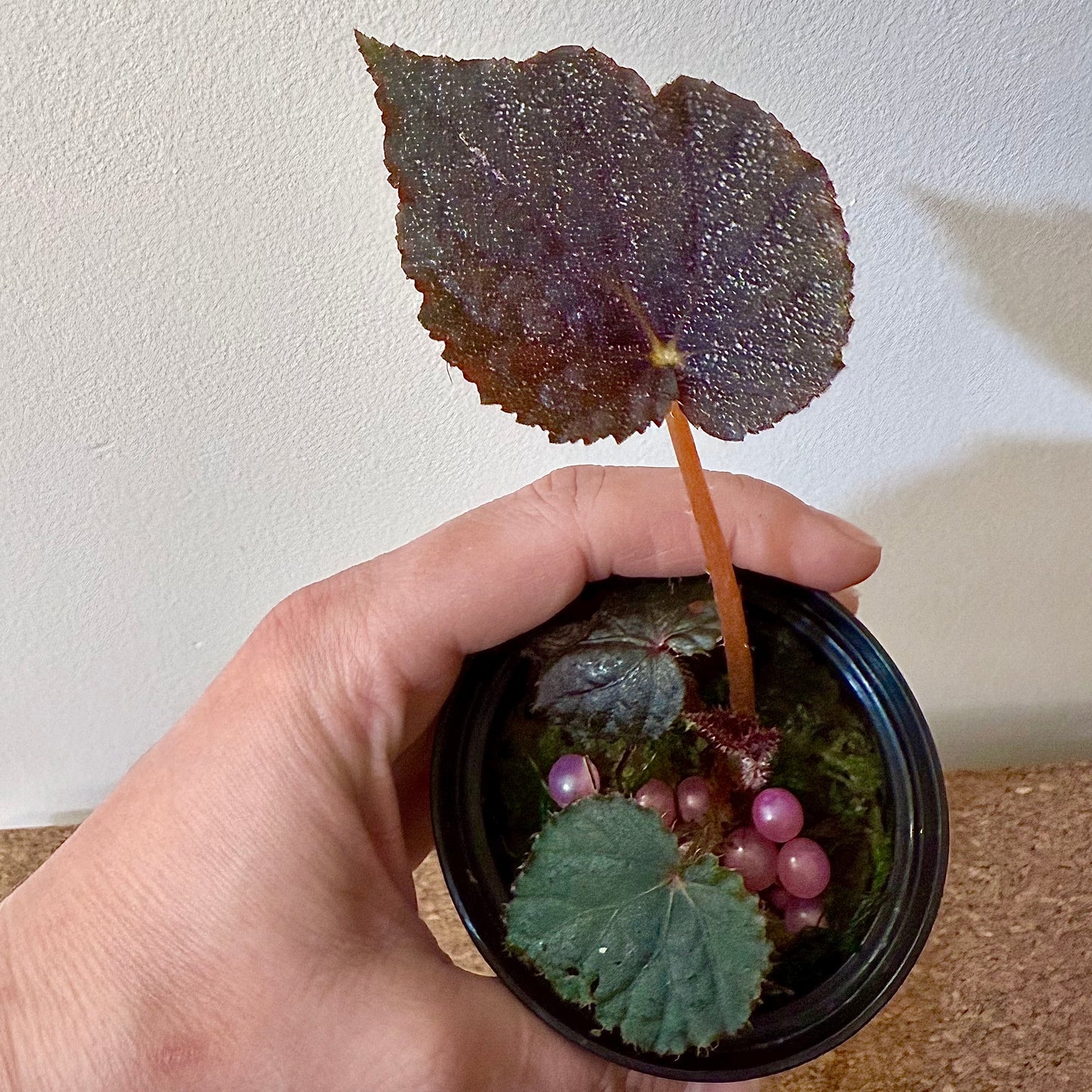 Begonia U485