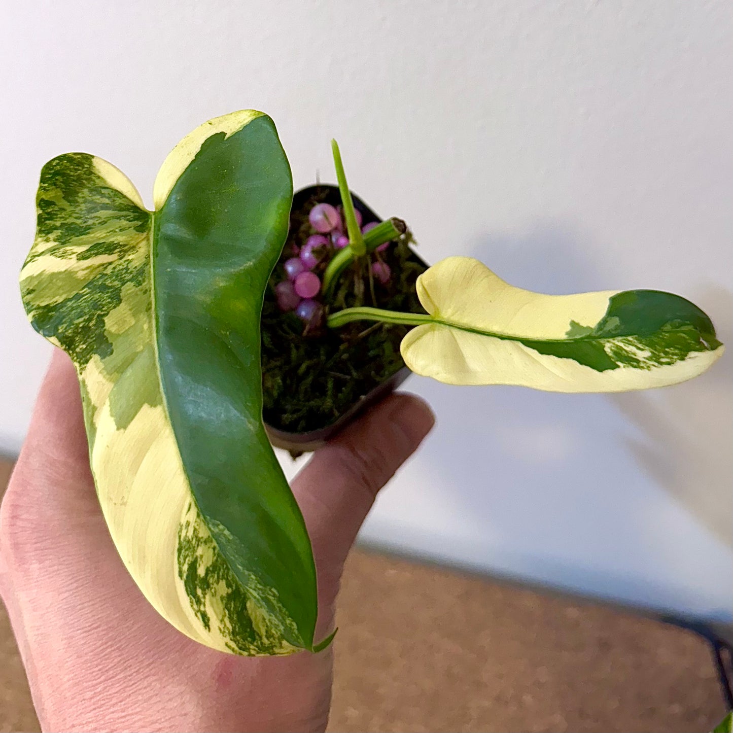 Philodendron Violin Variegated