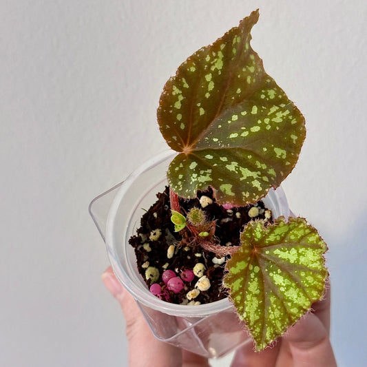 Begonia Nigritarum