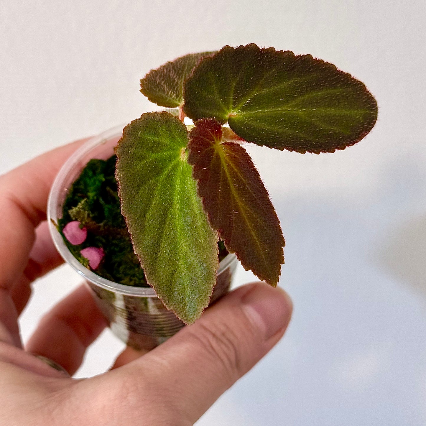 Begonia Brazilian Lady