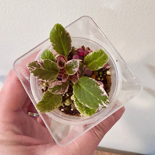 Le-Rosovy Kaskad (Semiminiature African Violet)