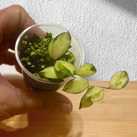 Hoya Lacunosa Minara