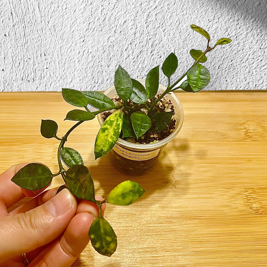 Hoya Lacunosa Amarillo #1