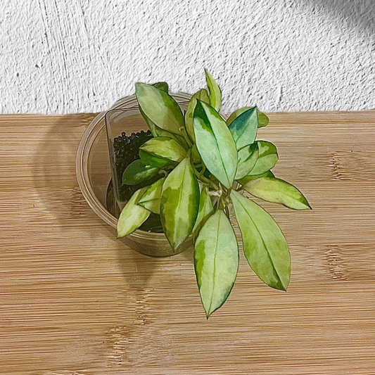 Hoya Walliniana Variegated