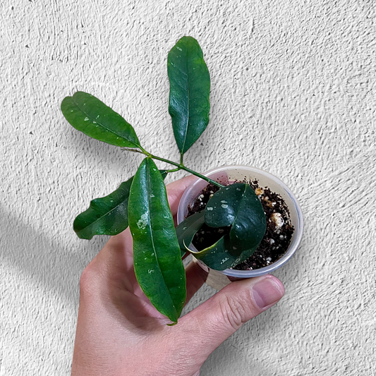 Hoya Mapigera #1