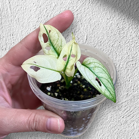 Monstera Adansonii Archipelago Ghost