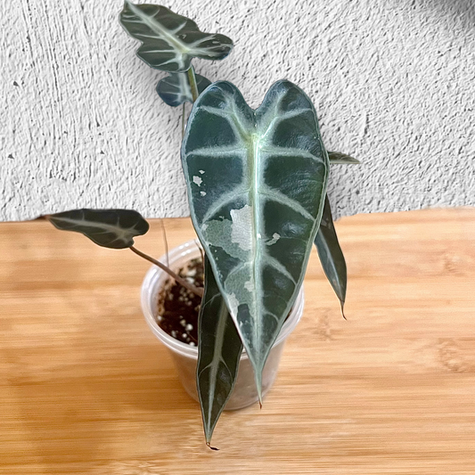 Alocasia Bambino Albo/Pink