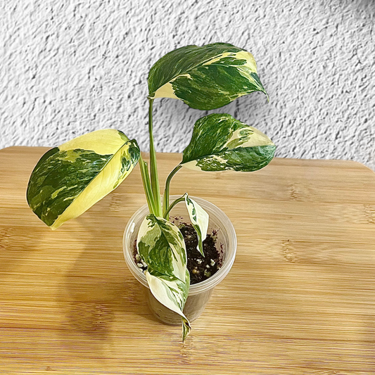 Monstera Lechleriana Variegated