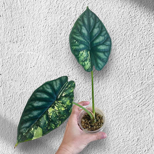 Alocasia Dragon Scale Variegated (Big size with corms)