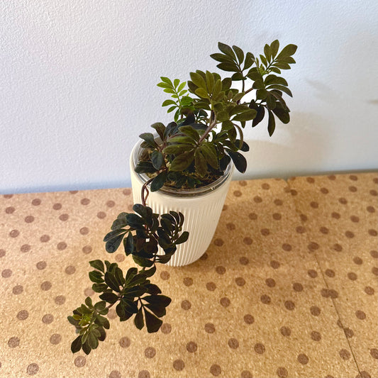 Solanum Uleanum