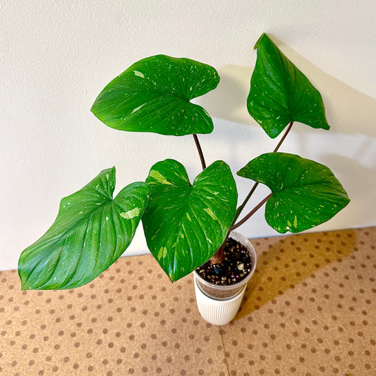 Homalomena Thai Splash