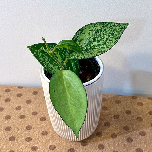 Hoya Patcharawalai/Icensis 023 Silver Splash