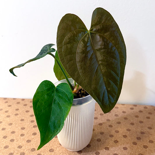 Anthurium Queen of Hearts