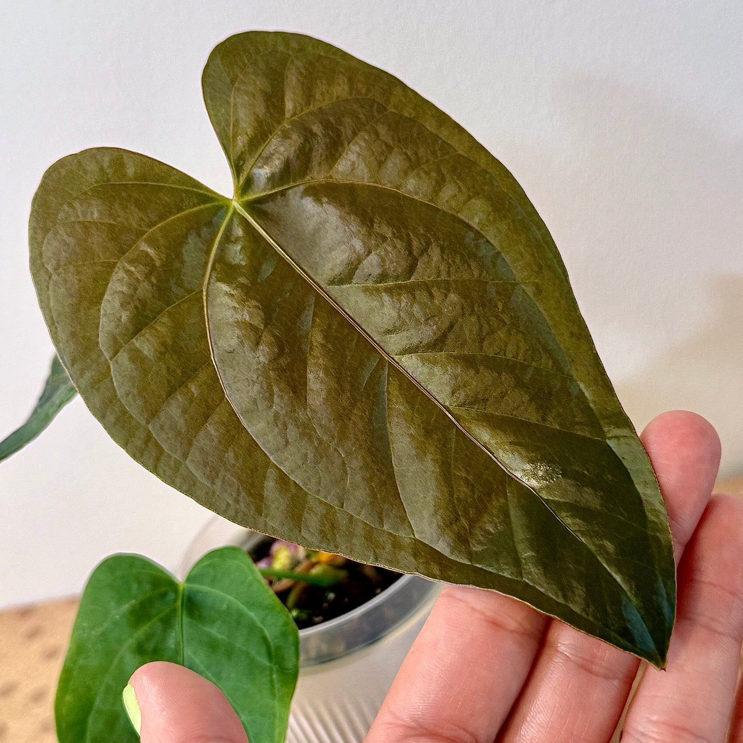 Anthurium Queen of Hearts