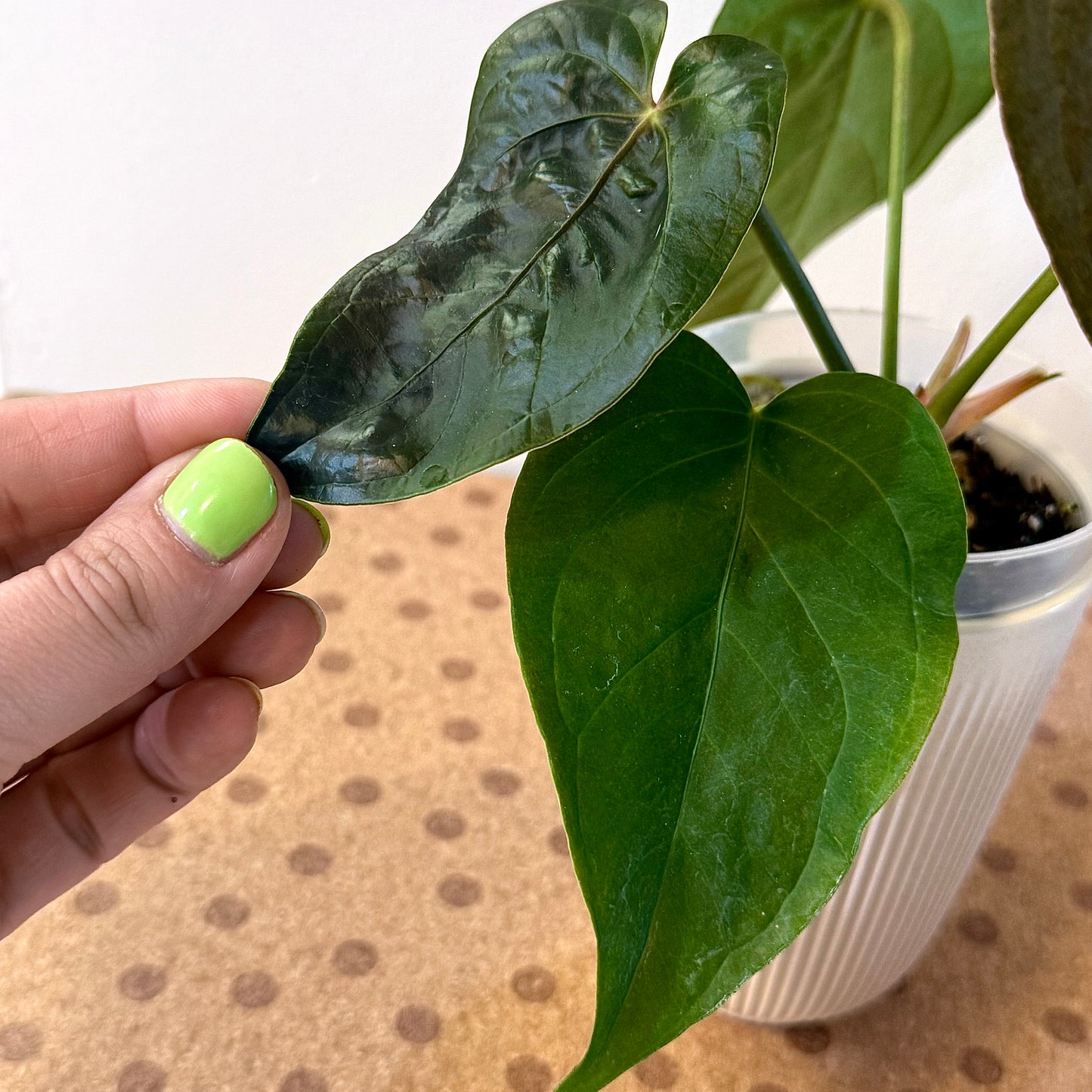 Anthurium Queen of Hearts