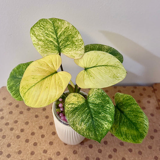 Homalomena Rubenscens Mint