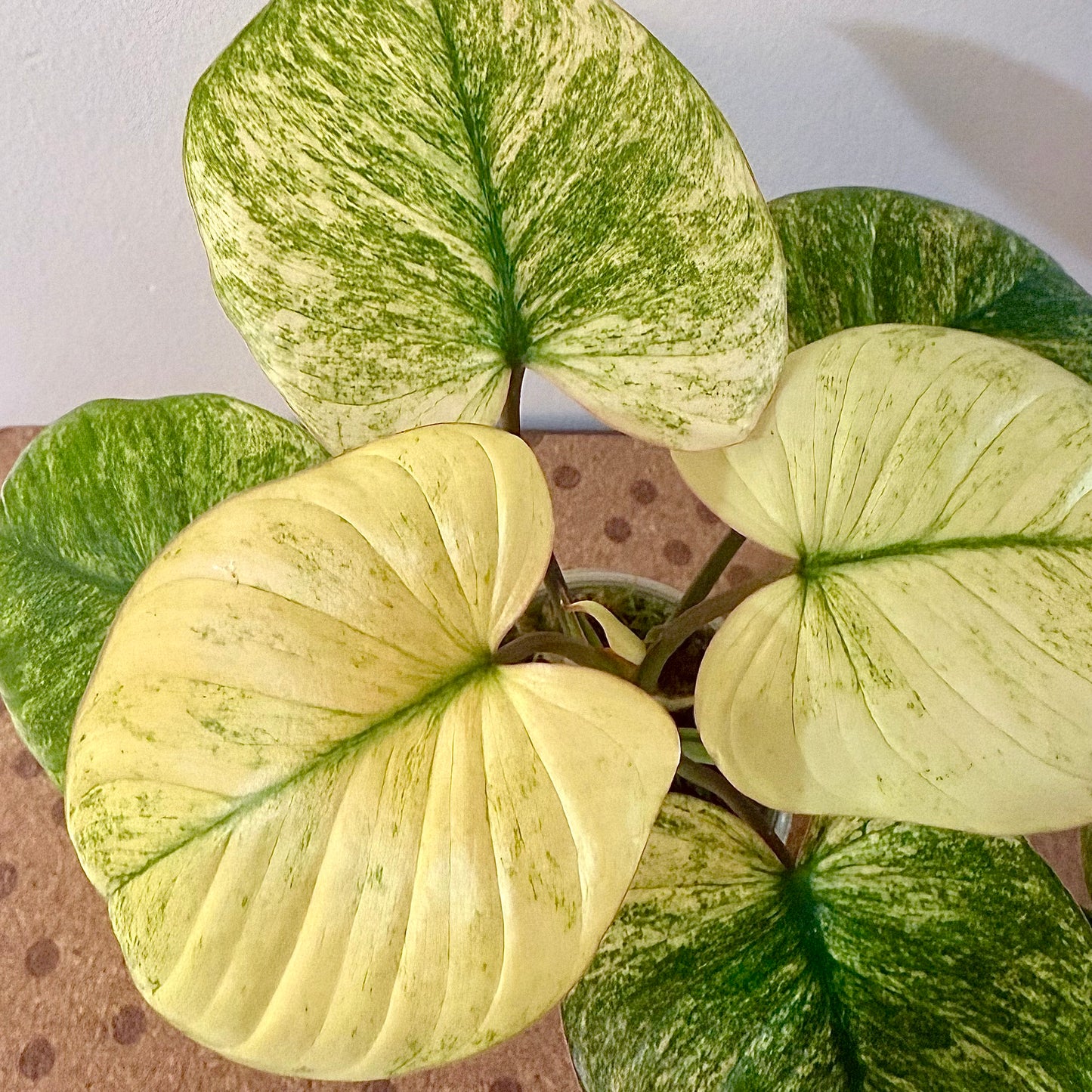 Homalomena Rubenscens Mint