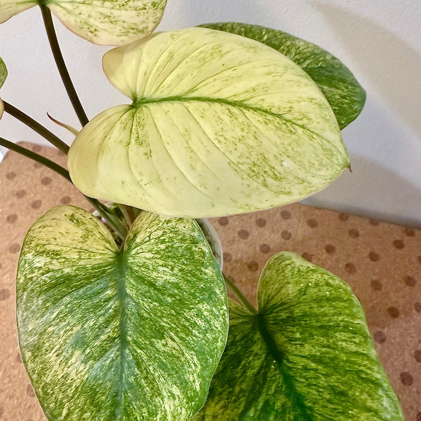Homalomena Rubenscens Mint