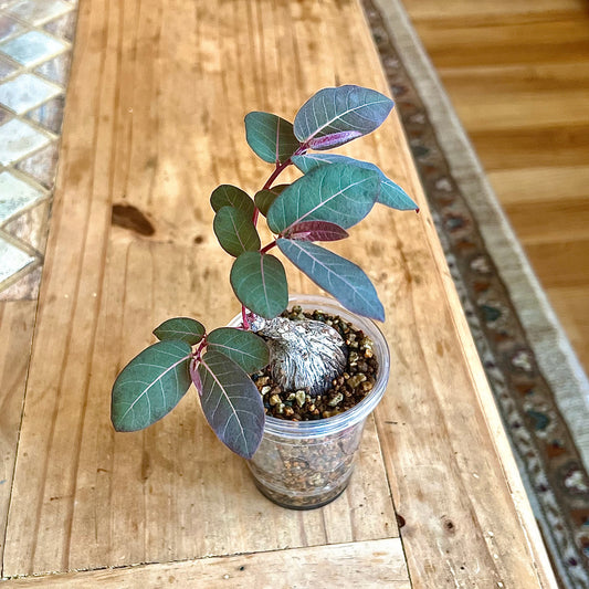 Phyllanthus Mirabilis #1
