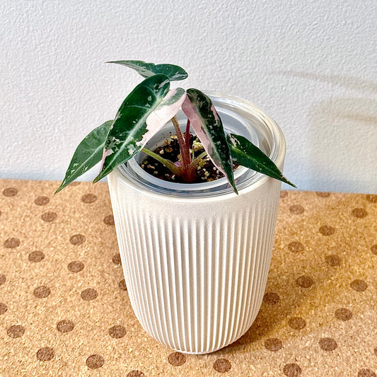 Alocasia Bambino Pink #1 (offshoot)