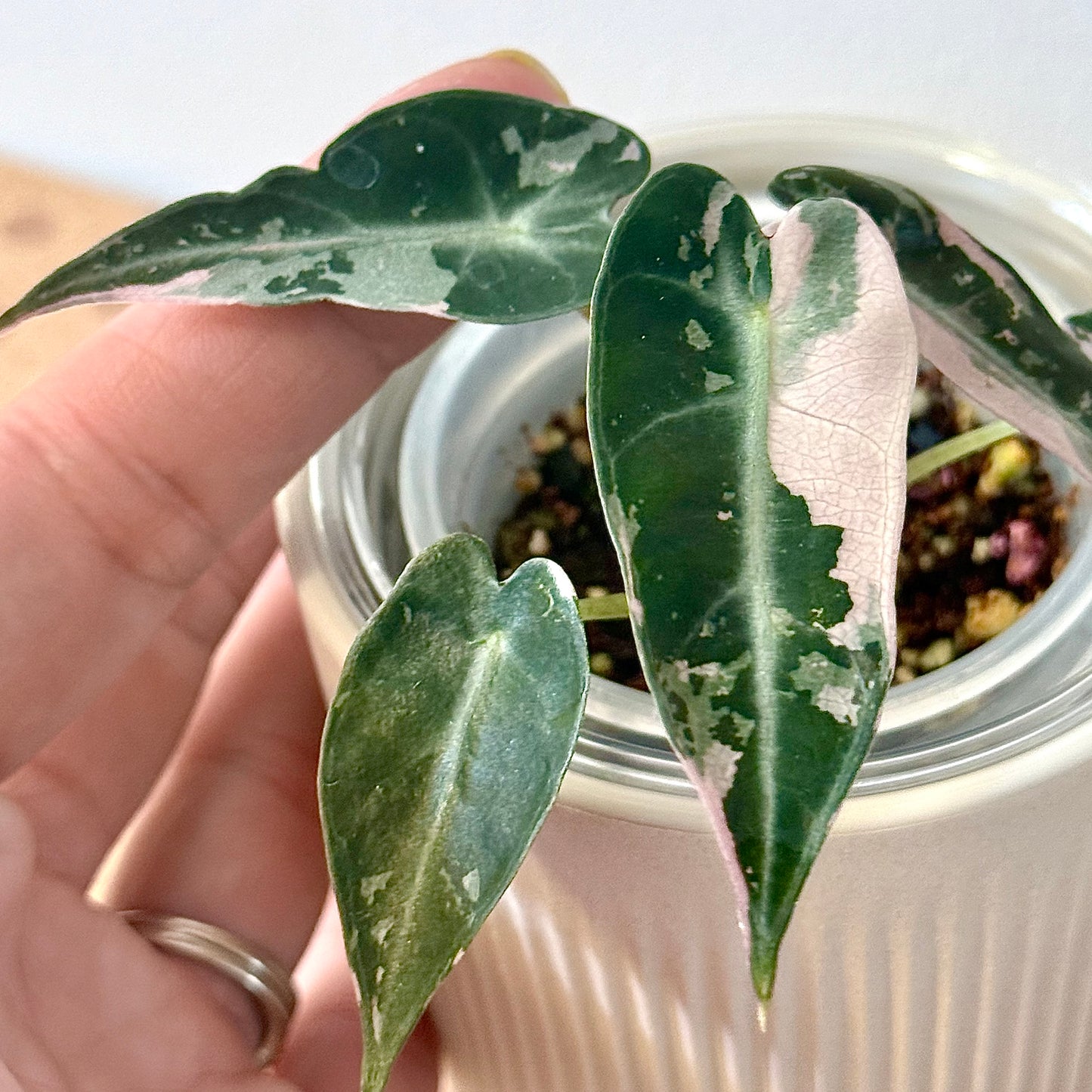 Alocasia Bambino Pink #1 (offshoot)