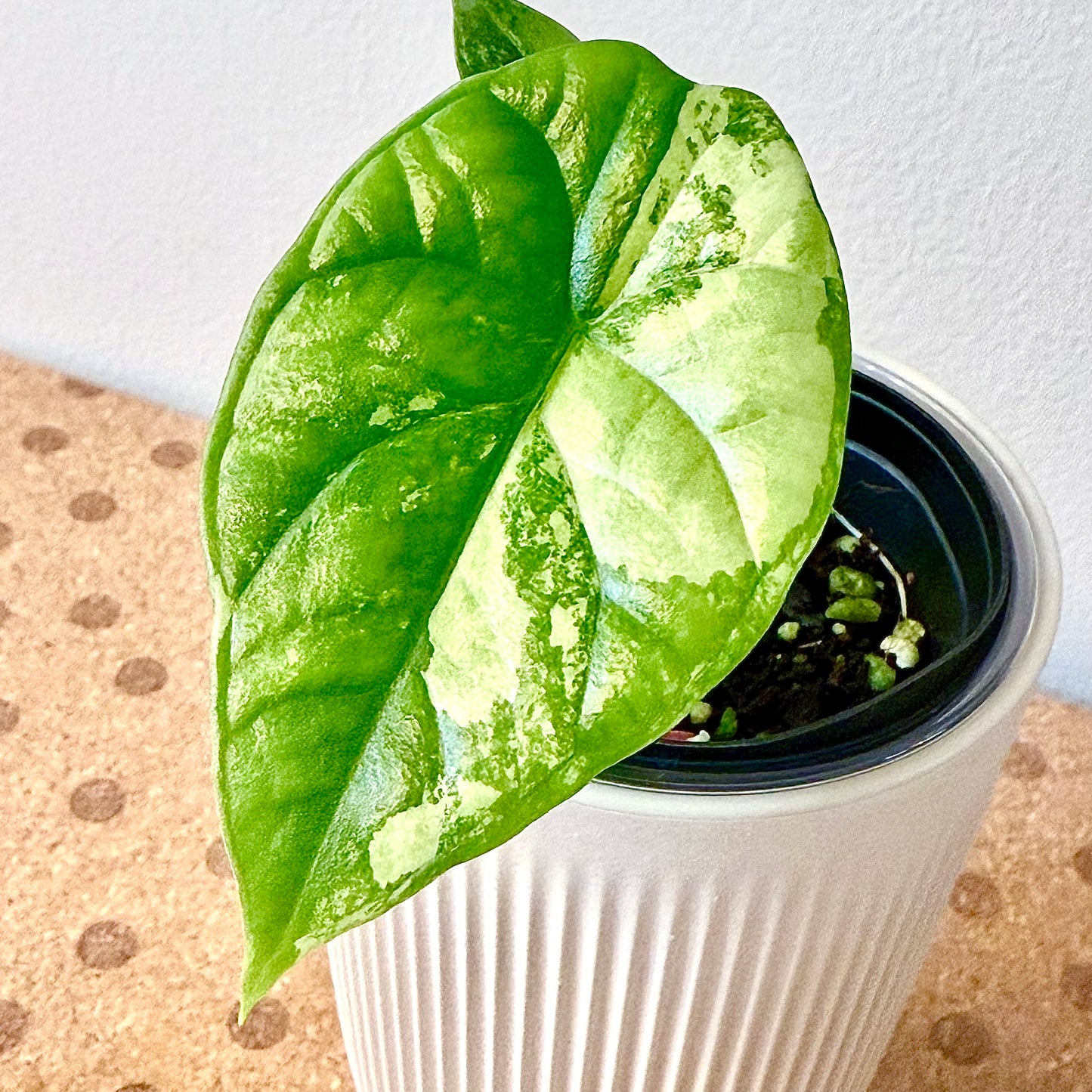 Alocasia Sinuata Quilted Dream Albo/Mint variegated (grow from corm)