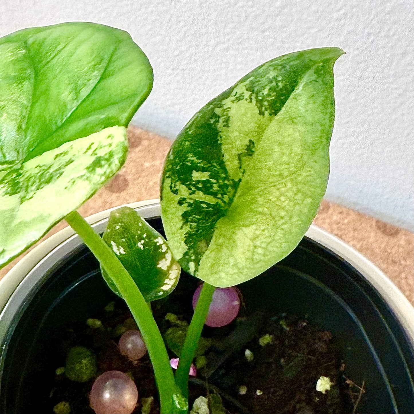 Alocasia Sinuata Quilted Dream Albo/Mint variegated (grow from corm)